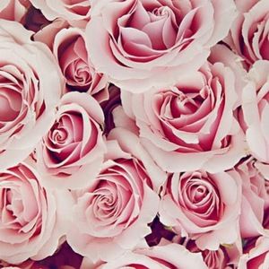 Meet your Posher, Noel